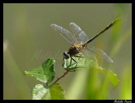 Gomphe gentil - Gomphus pulchellus